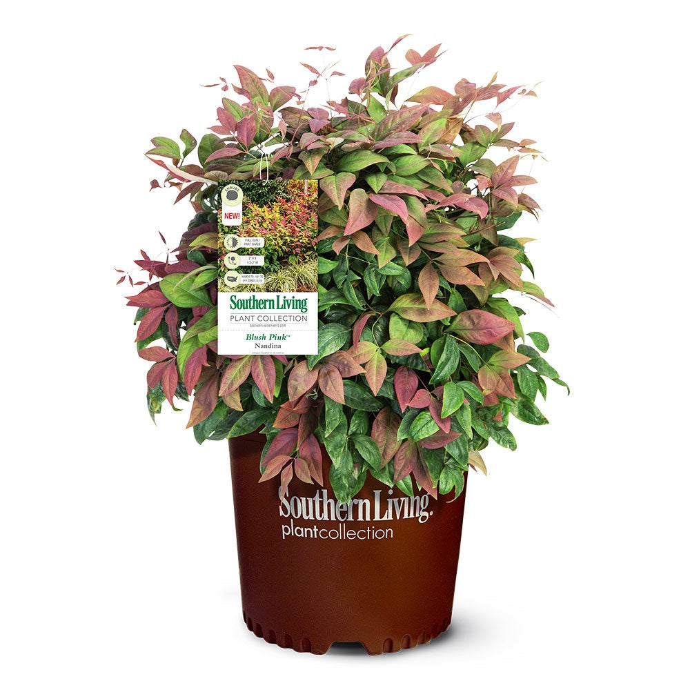Southern Living® Blush PinkTM Nandina Shrub