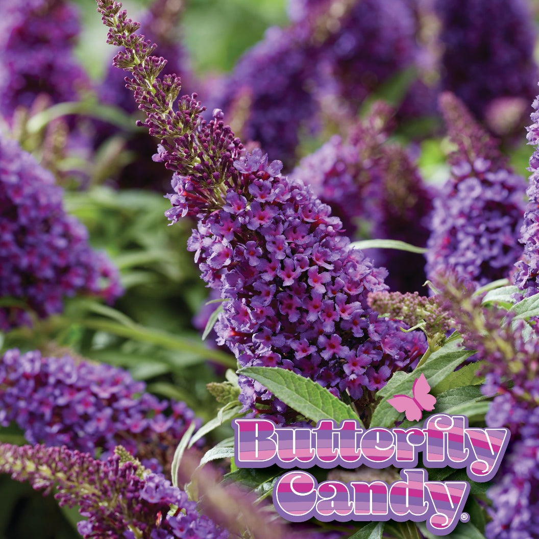 Butterfly Candy® Li'l GrapeTM Butterfly Bush