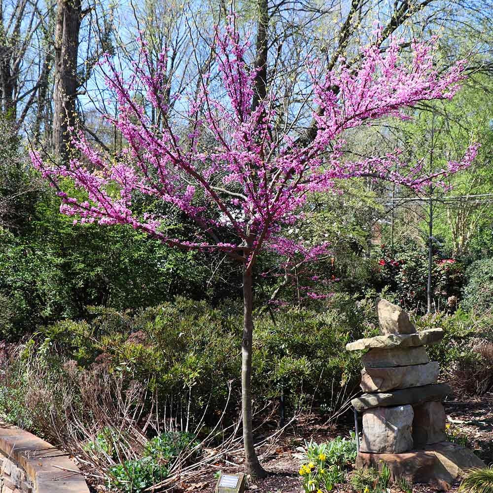 The Rising SunTM Eastern Redbud Tree