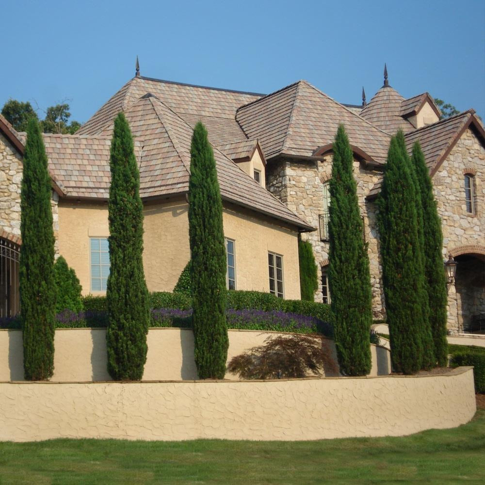 Italian Cypress California