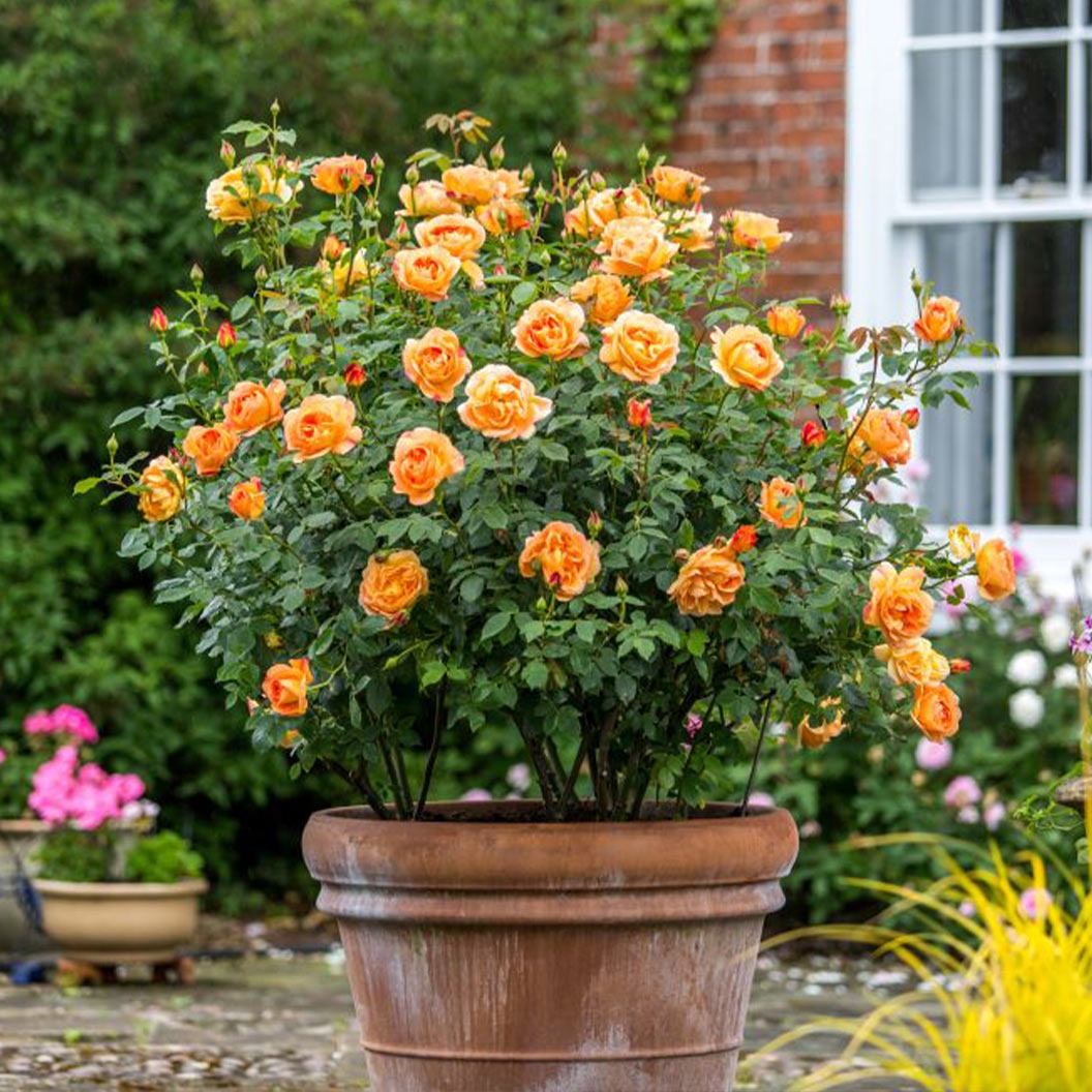 David Austin® Lady of ShalottTM Rose Shrub