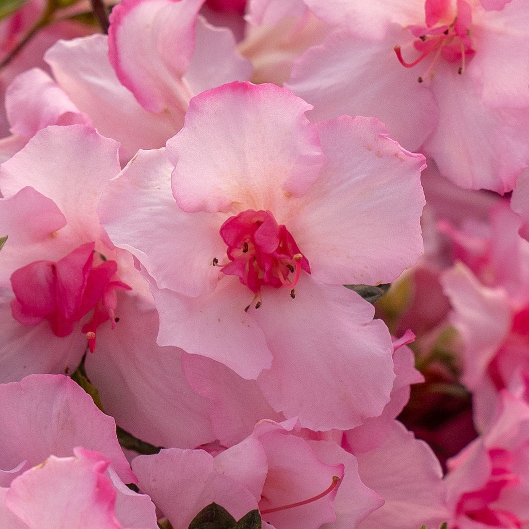 Encore Azalea® Autumn KissTM Shrub