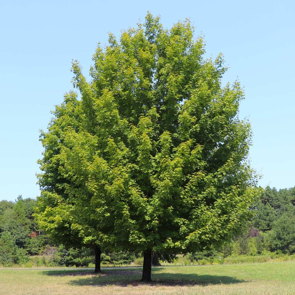 Celebration Maple Tree