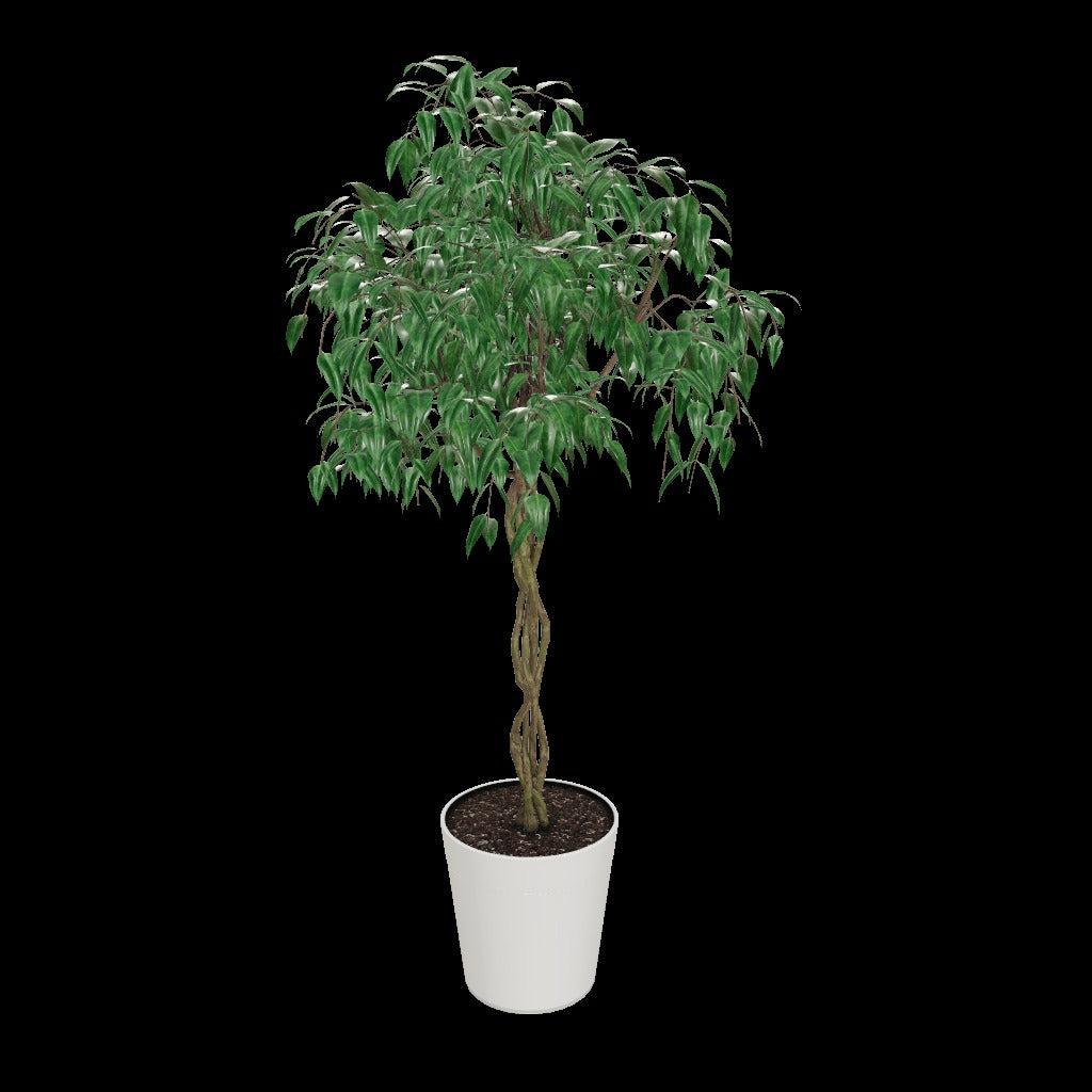 Braided Benjamina Ficus Tree