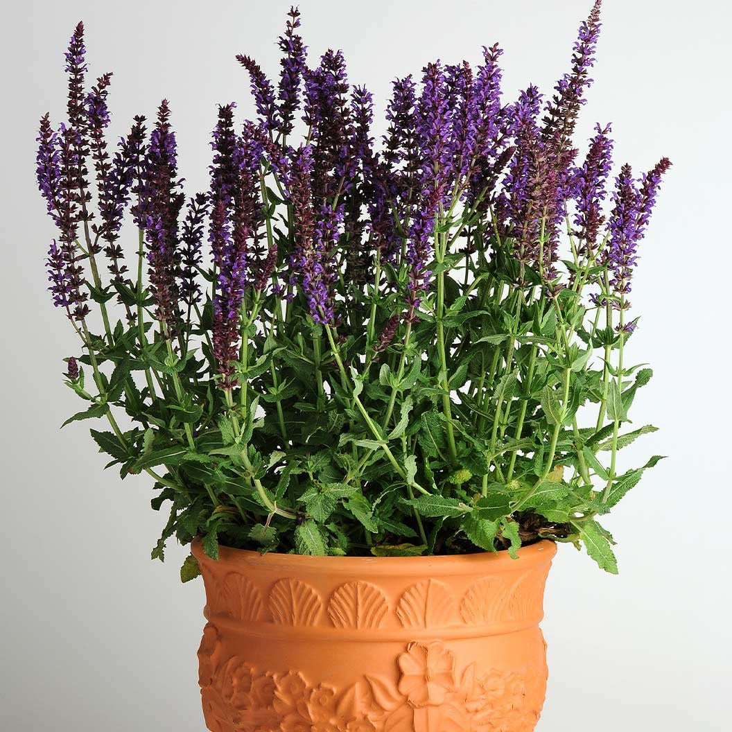 LyricalTM Blues Salvia Plant