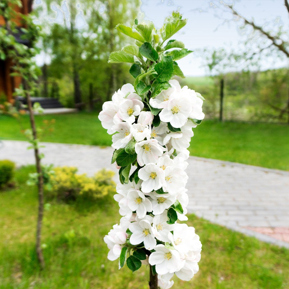 Fruit Snacks® Blushing DelightTM Columnar Apple Tree