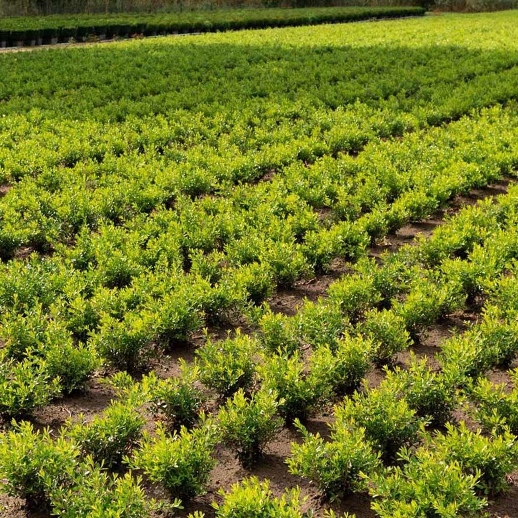 Better Boxwood® SkylightTM Shrub