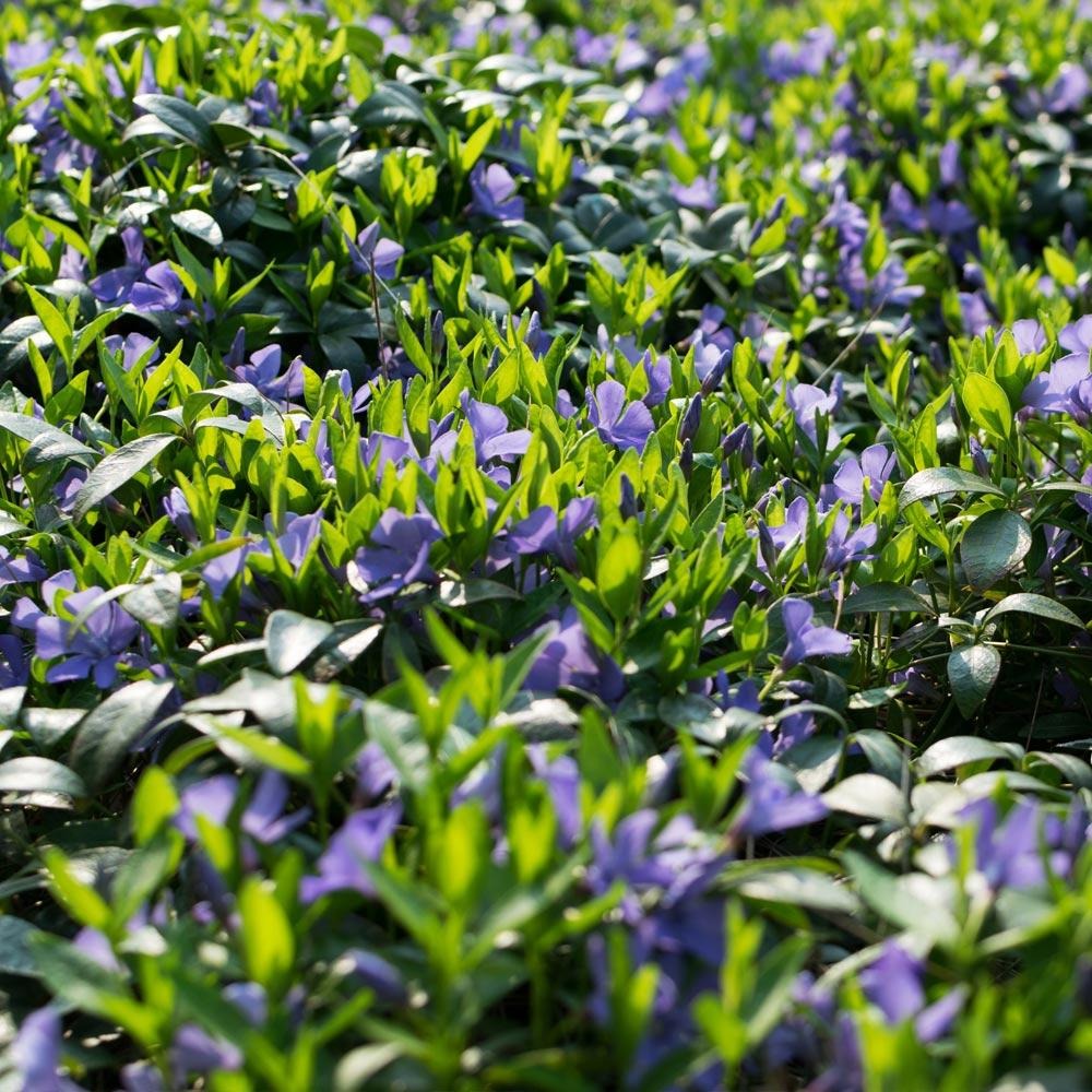 Vinca Minor Periwinkle Vine