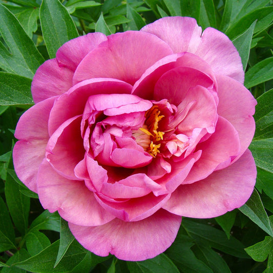 Garden Candy® Double Bubble PinkTM Itoh Peony Plant