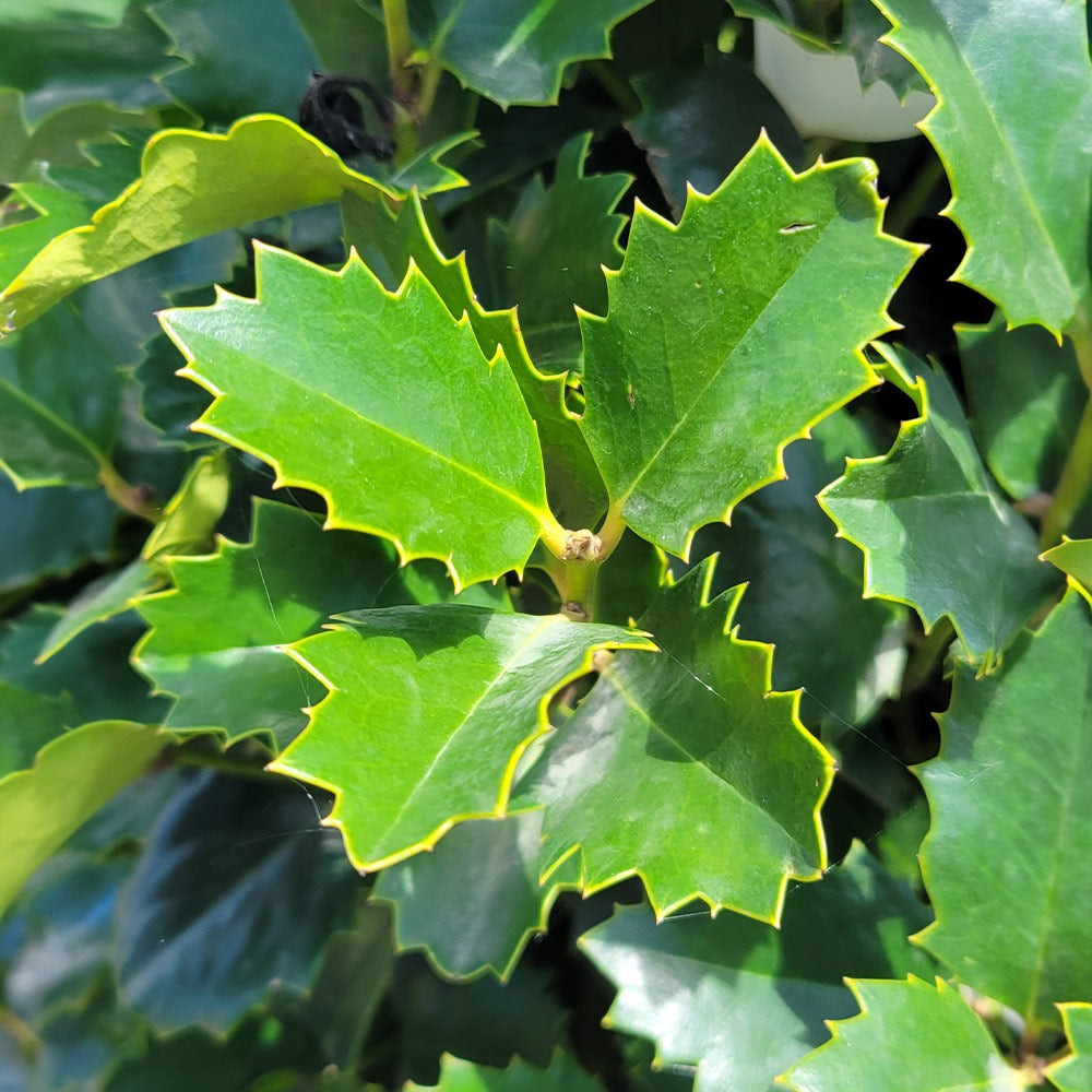 Monarch Holly