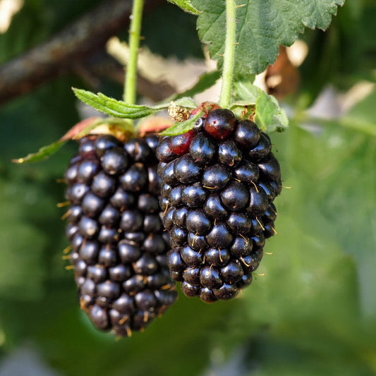 Sweetie Pie Thornless Blackberry Bush