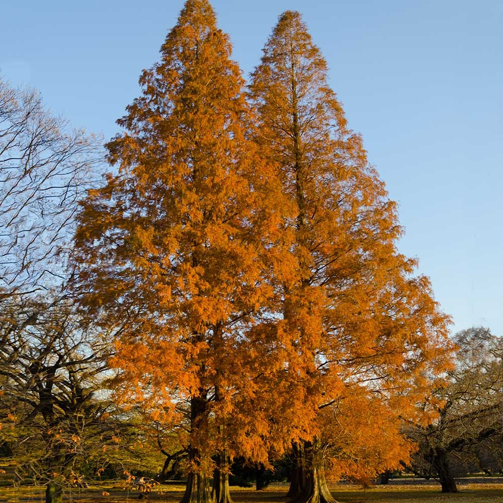 Amber GlowTM Redwood Tree