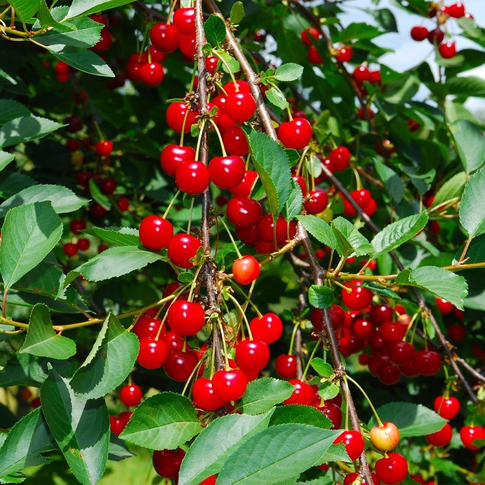 Sweetheart Cherry Tree