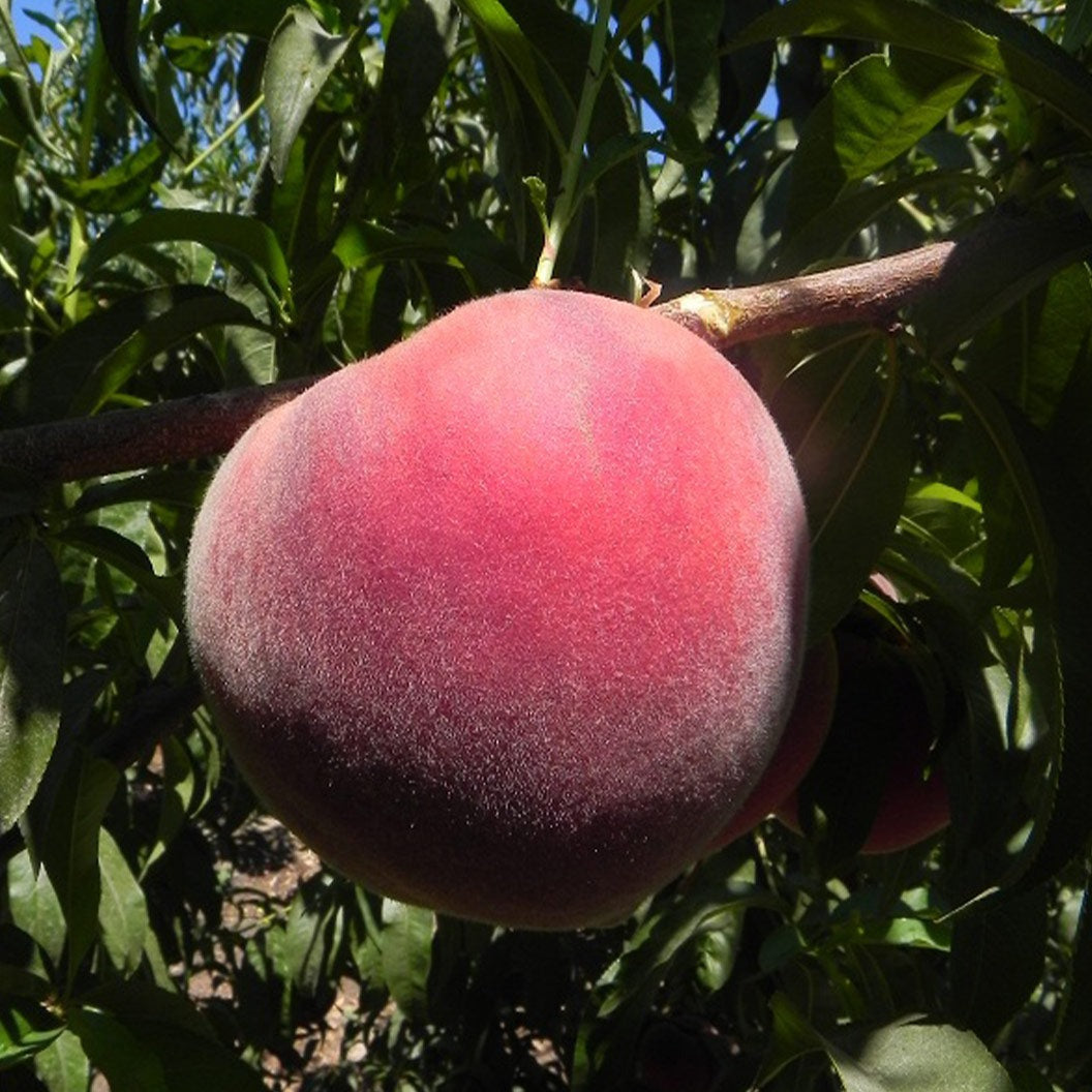 Fruit Snacks® Sweet SensationTM Dwarf Peach Tree