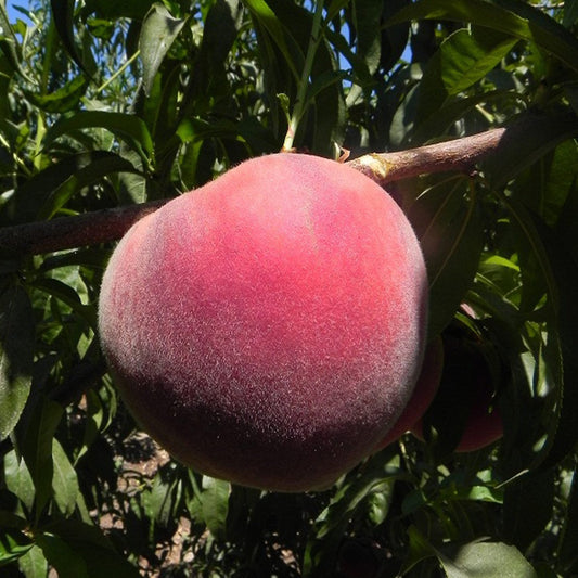 Fruit Snacks® Sweet SensationTM Dwarf Peach Tree