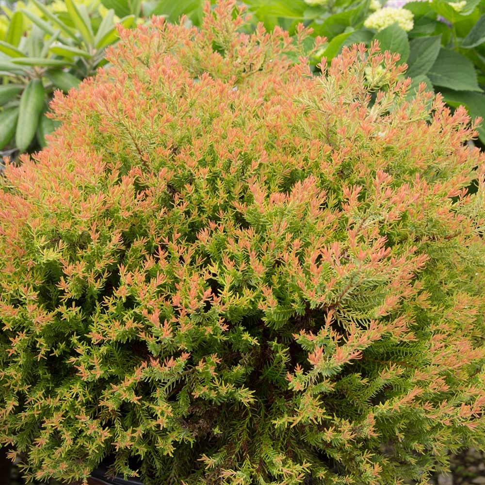Southern Living® Fire ChiefTM Thuja Shrub