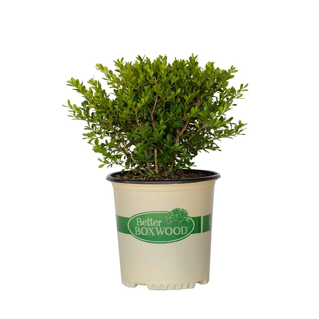 Better Boxwood® SkylightTM Shrub