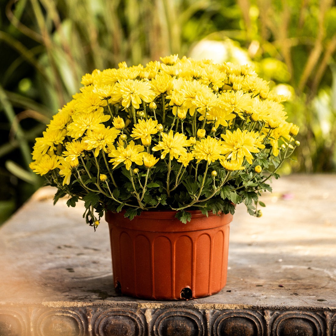 Yellow Belgian Mums®