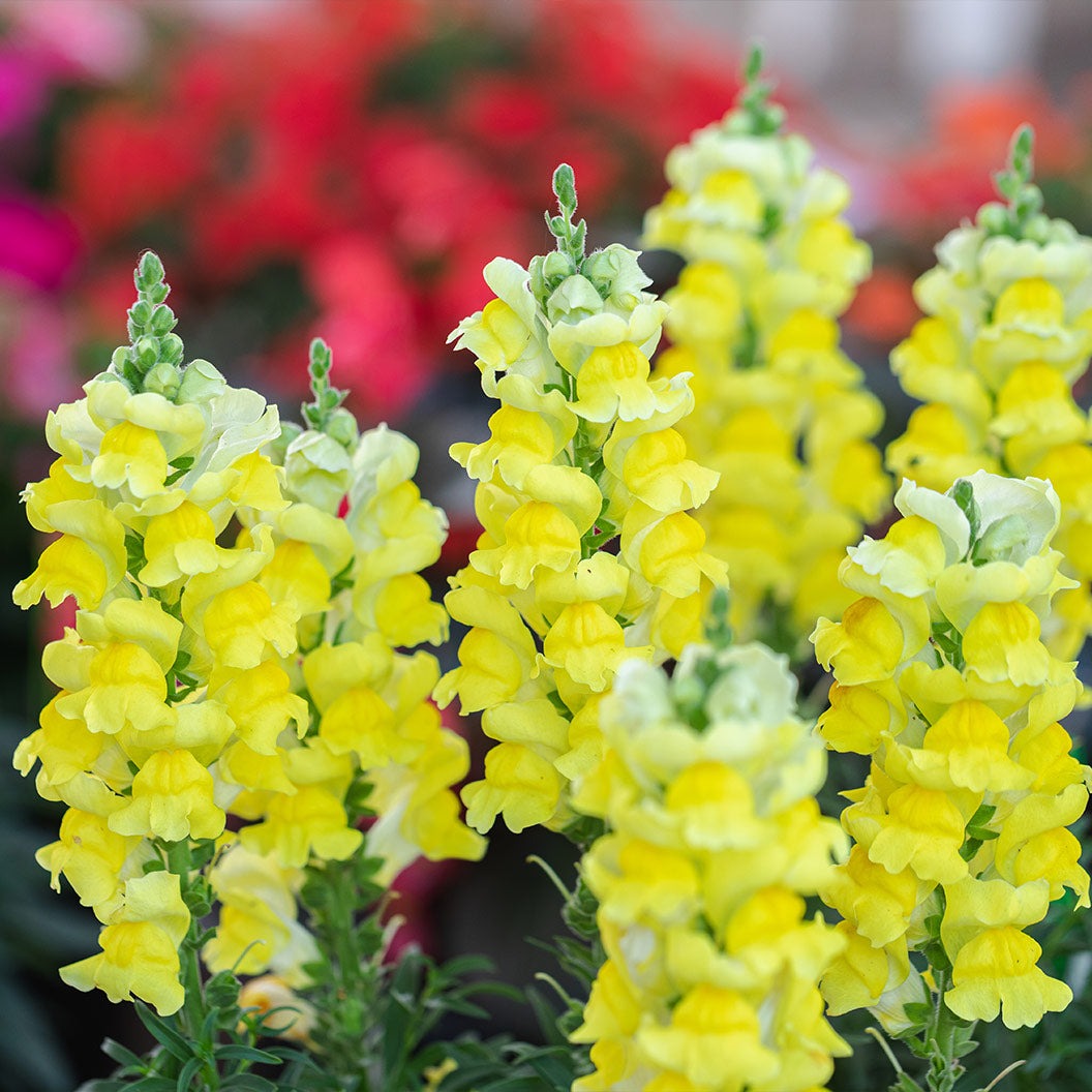 Liberty ClassicTM Yellow Snapdragon Plant