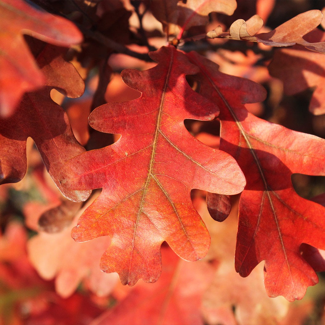Crimson SpireTM Oak Tree