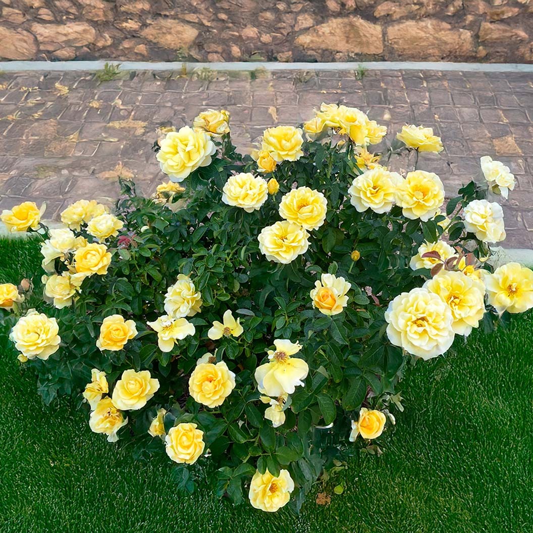 Bee HeavenTM Rose Shrub