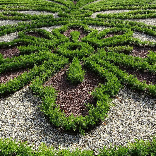 Better Boxwood® RenaissanceTM Shrub