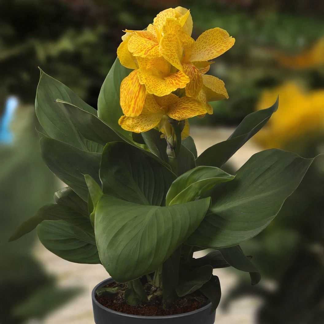 CannasolTM Happy Emily® Plant
