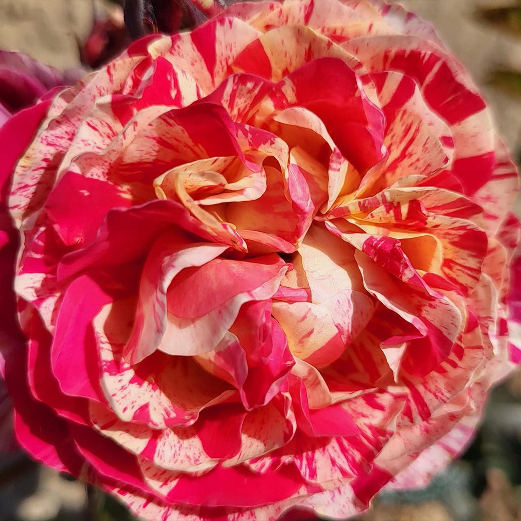 Bloomables® Winning StreakTM Rose