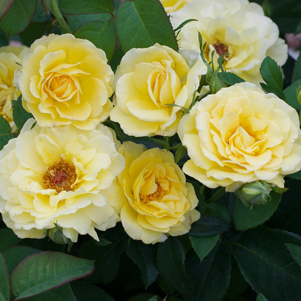 Bee HeavenTM Rose Shrub