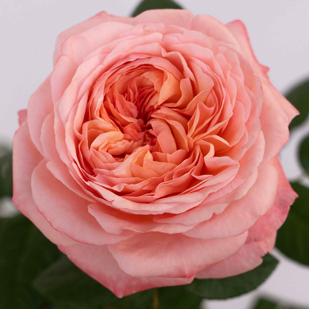 Martha StewartTM Hybrid Tea Rose