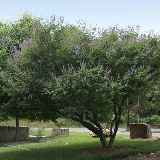 Shoal Creek Vitex Chaste Tree