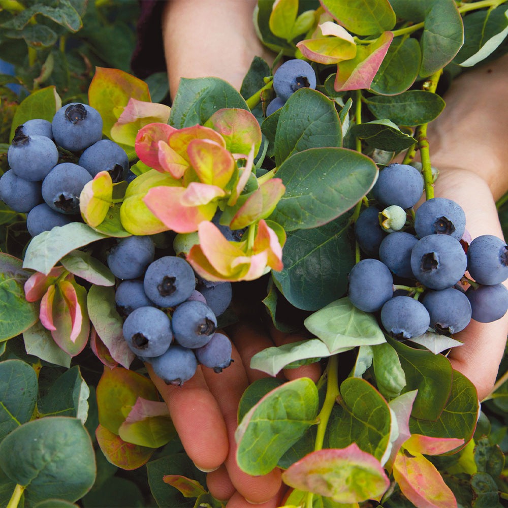 Bushel and Berry® Peach SorbetTM Blueberry Bush