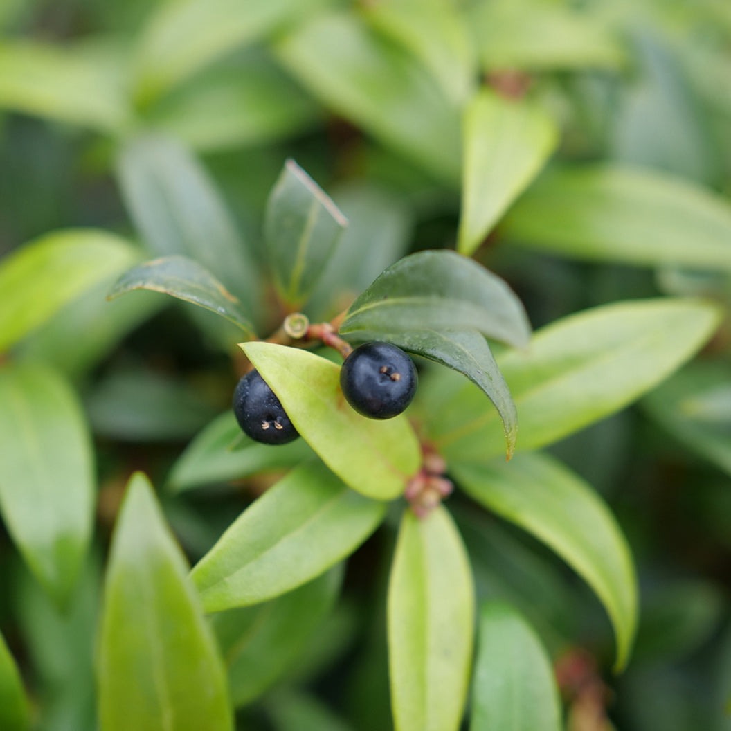 Proven Winners® Sweet & LoTM Sweet Box Shrub