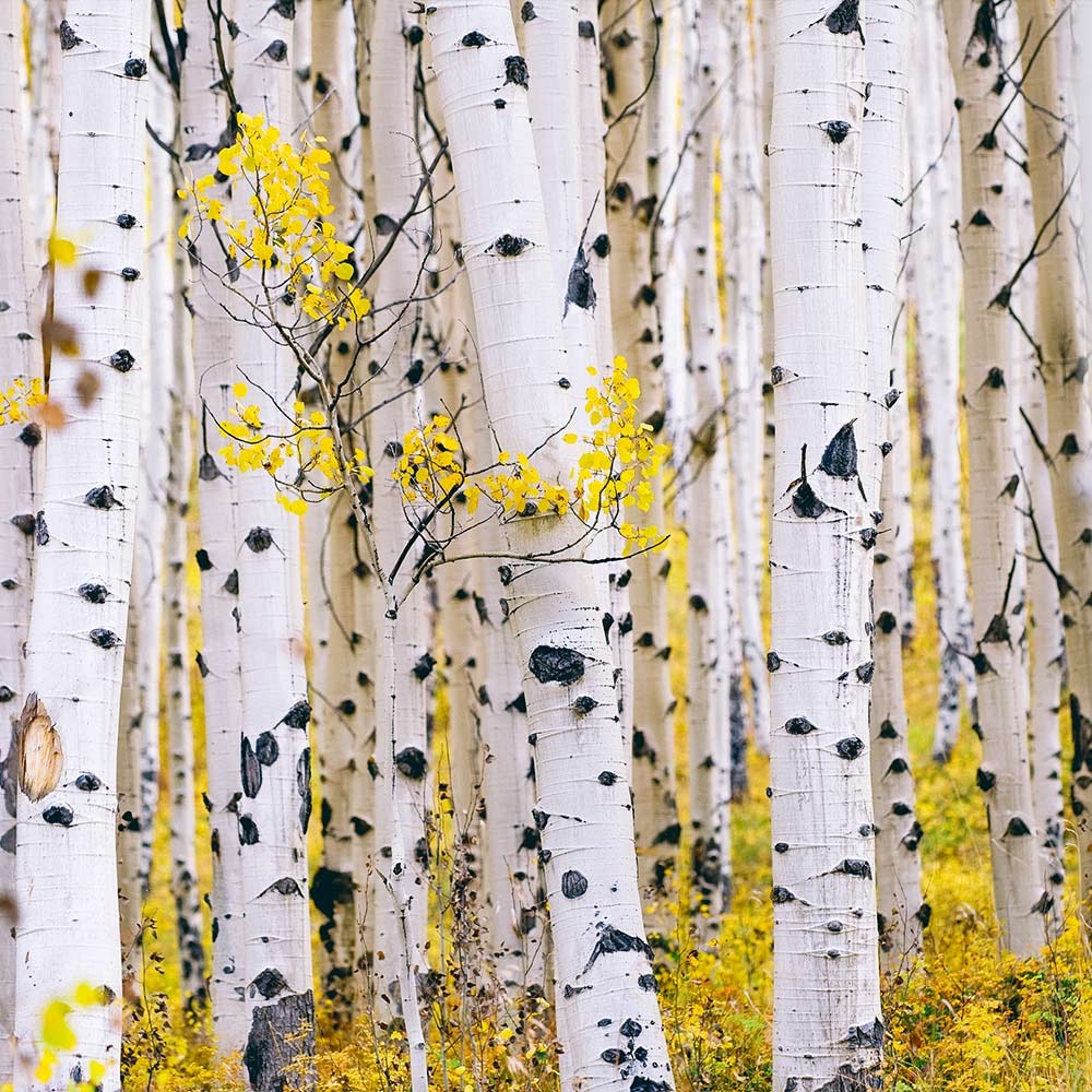 Paper Birch Tree