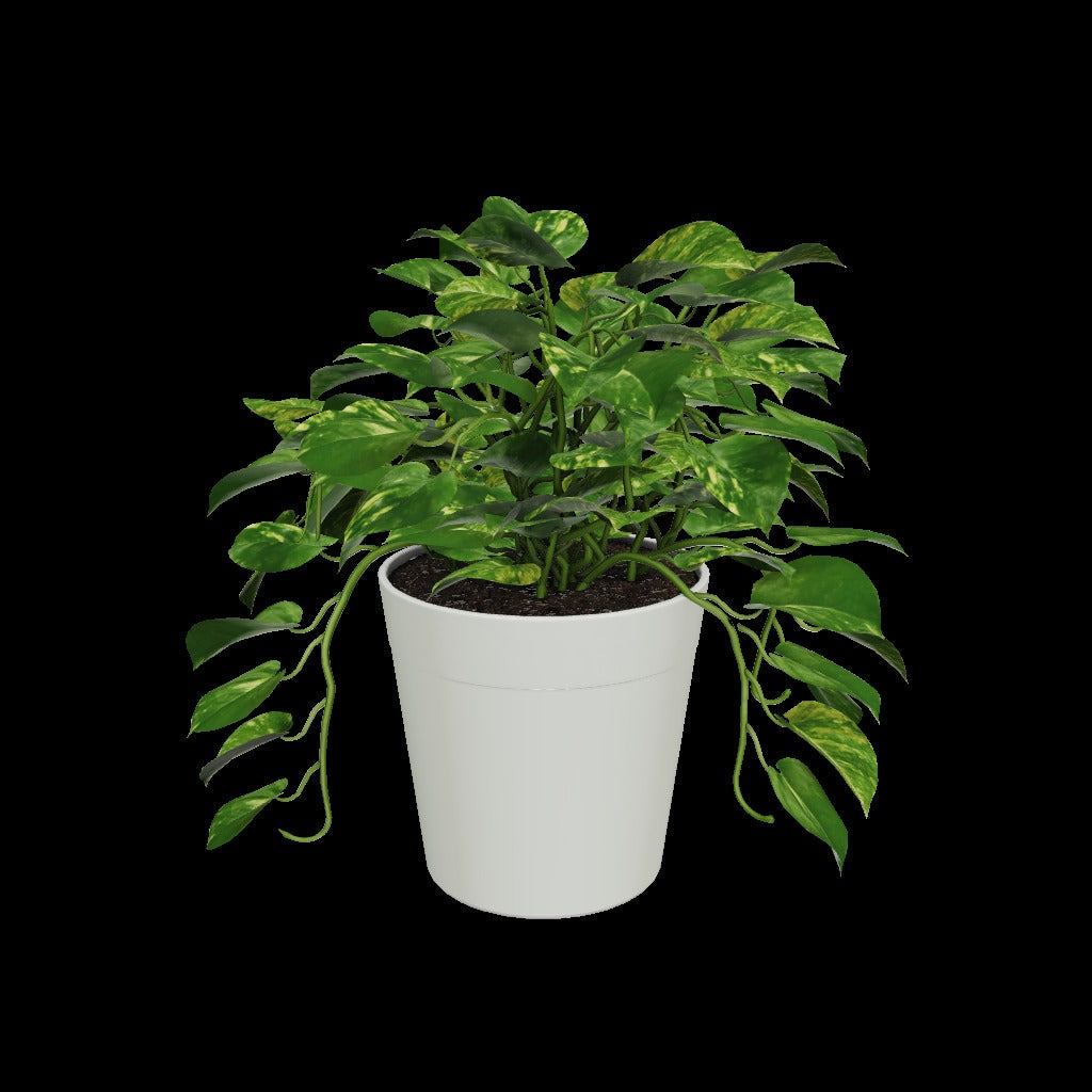 Golden Pothos