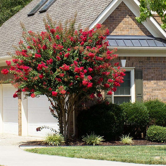 Southern Living® ColoramaTM Scarlet Crape Myrtle Tree