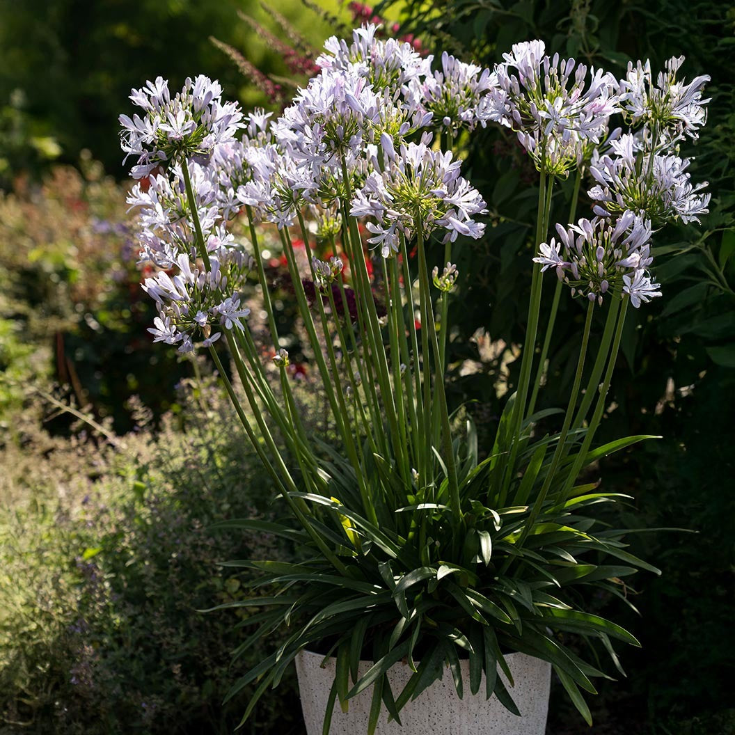 Straight A® Barley Blue Agapanthus