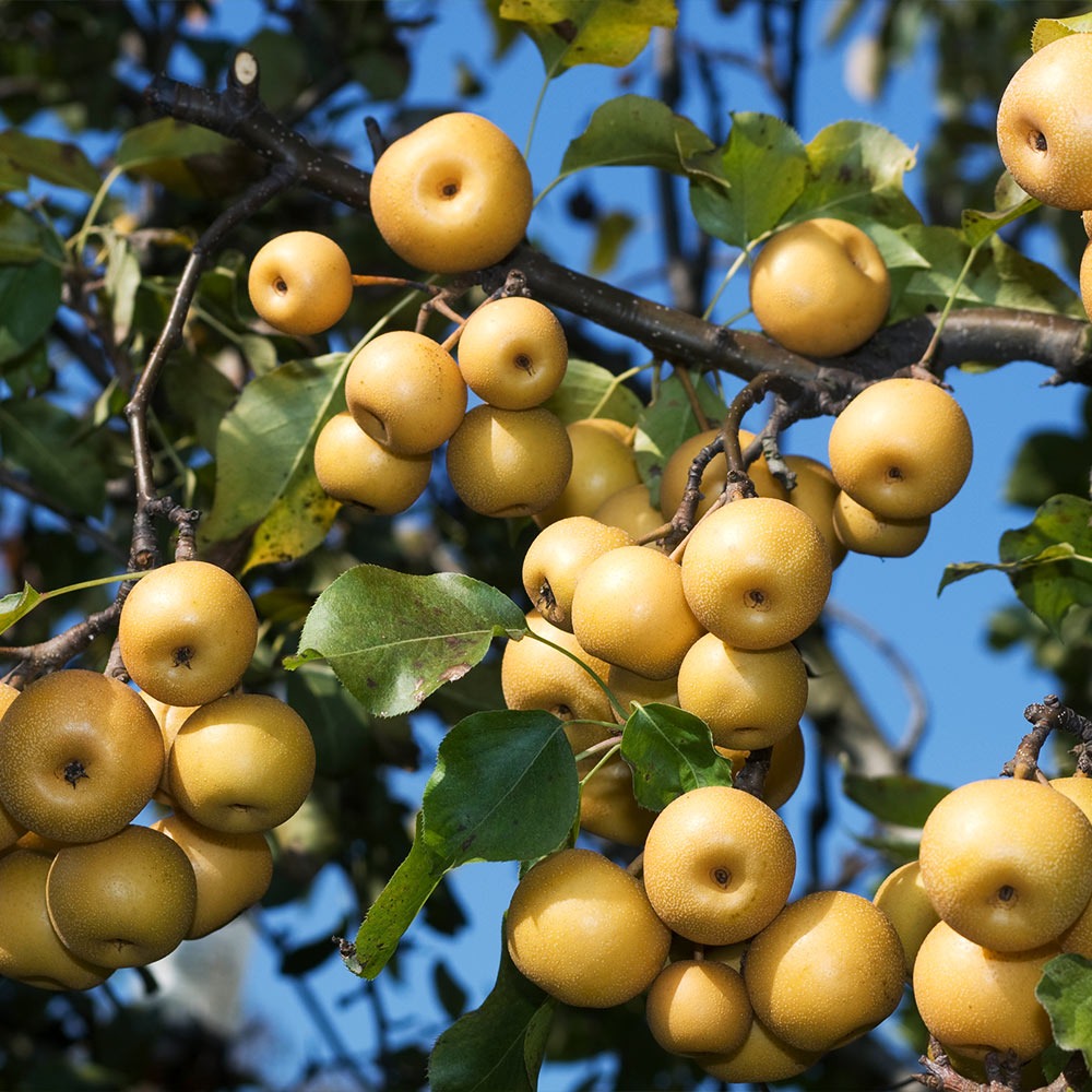 Pear Trees