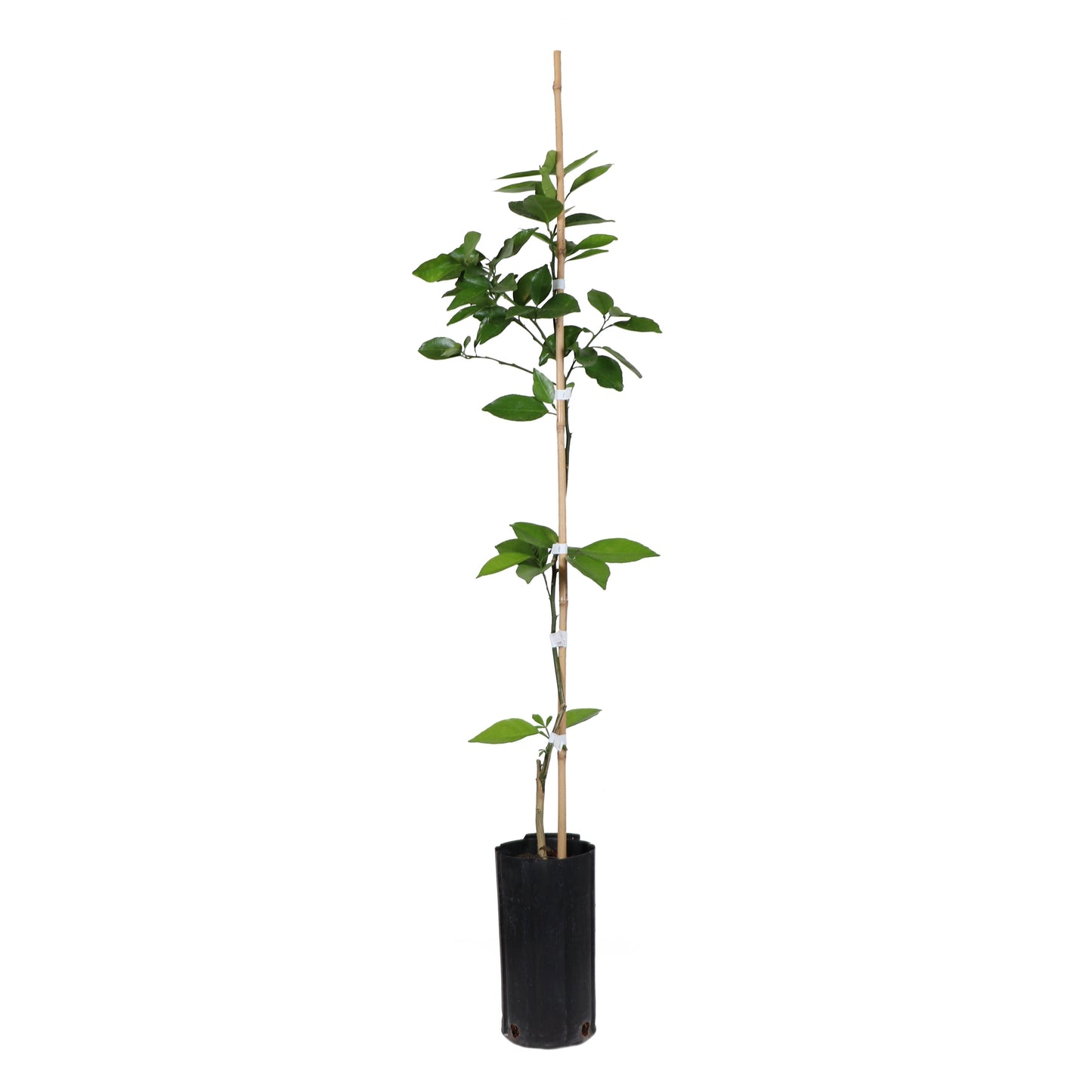 Valencia Orange Tree