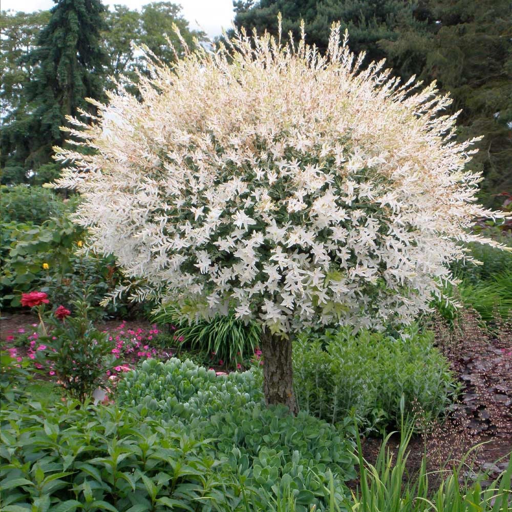 Tri-Color Willow Tree