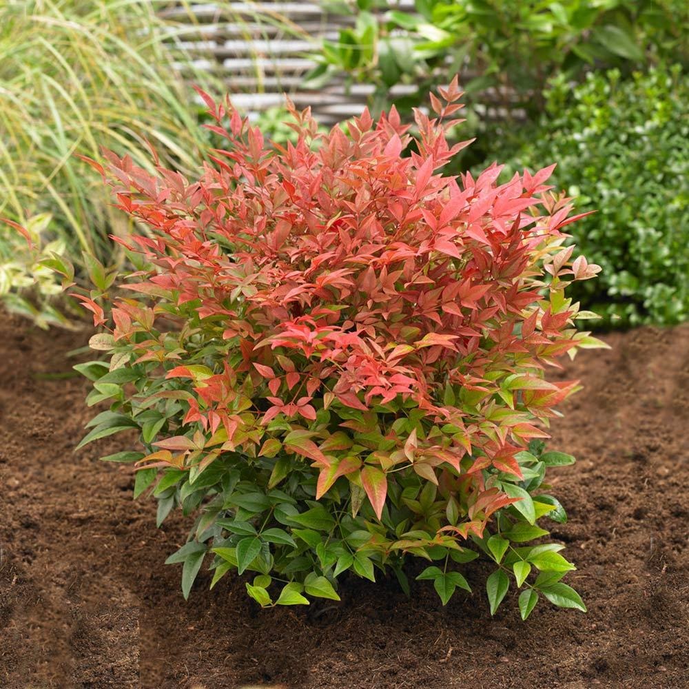 Southern Living® ObsessionTM Nandina Shrub