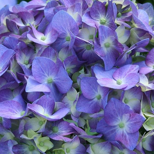Proven Winners® Let's Dance® Blue Jangles Hydrangea Shrub