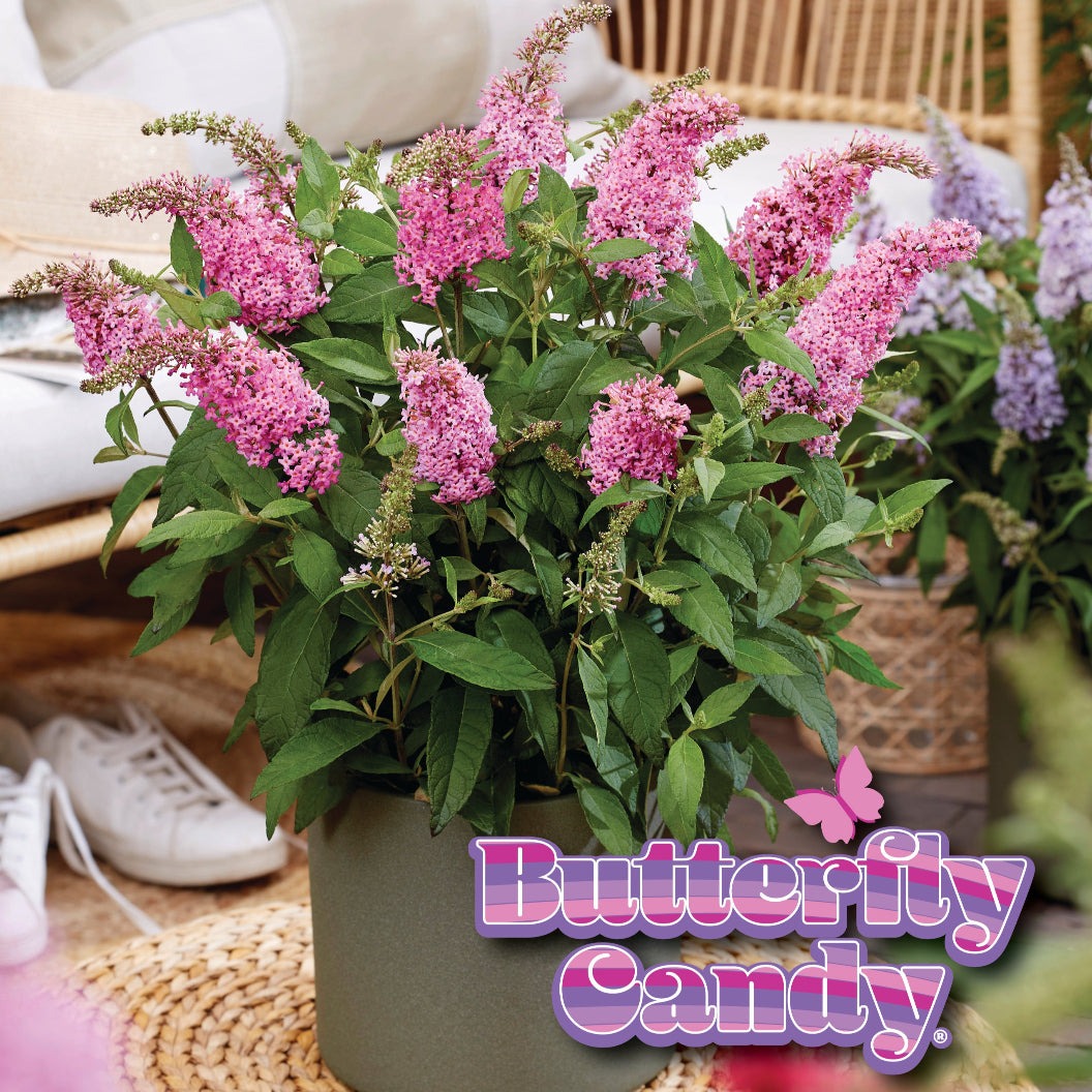 Butterfly Candy® Li'l TaffyTM Butterfly Bush
