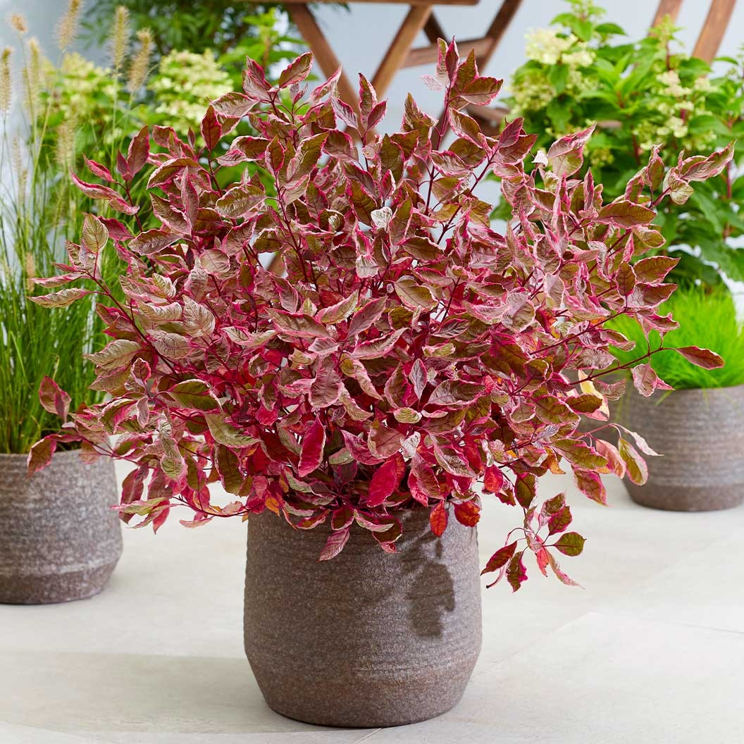 Proven Winners® Sgt. PepperTM Dogwood Bush