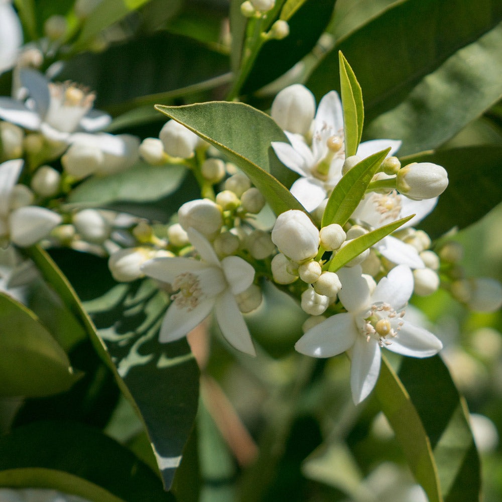 Hamlin Sweet Orange Tree Georgia