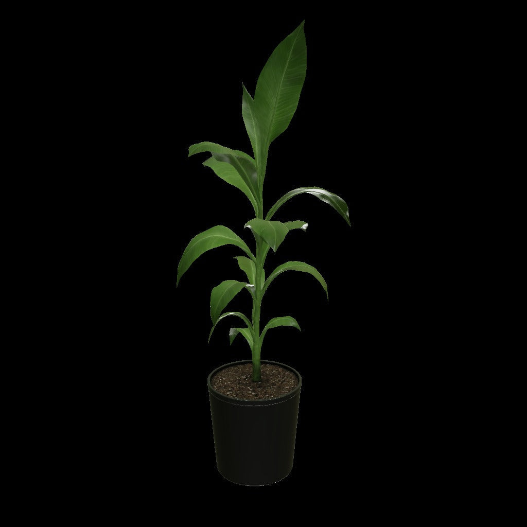 Cold Hardy Banana Tree