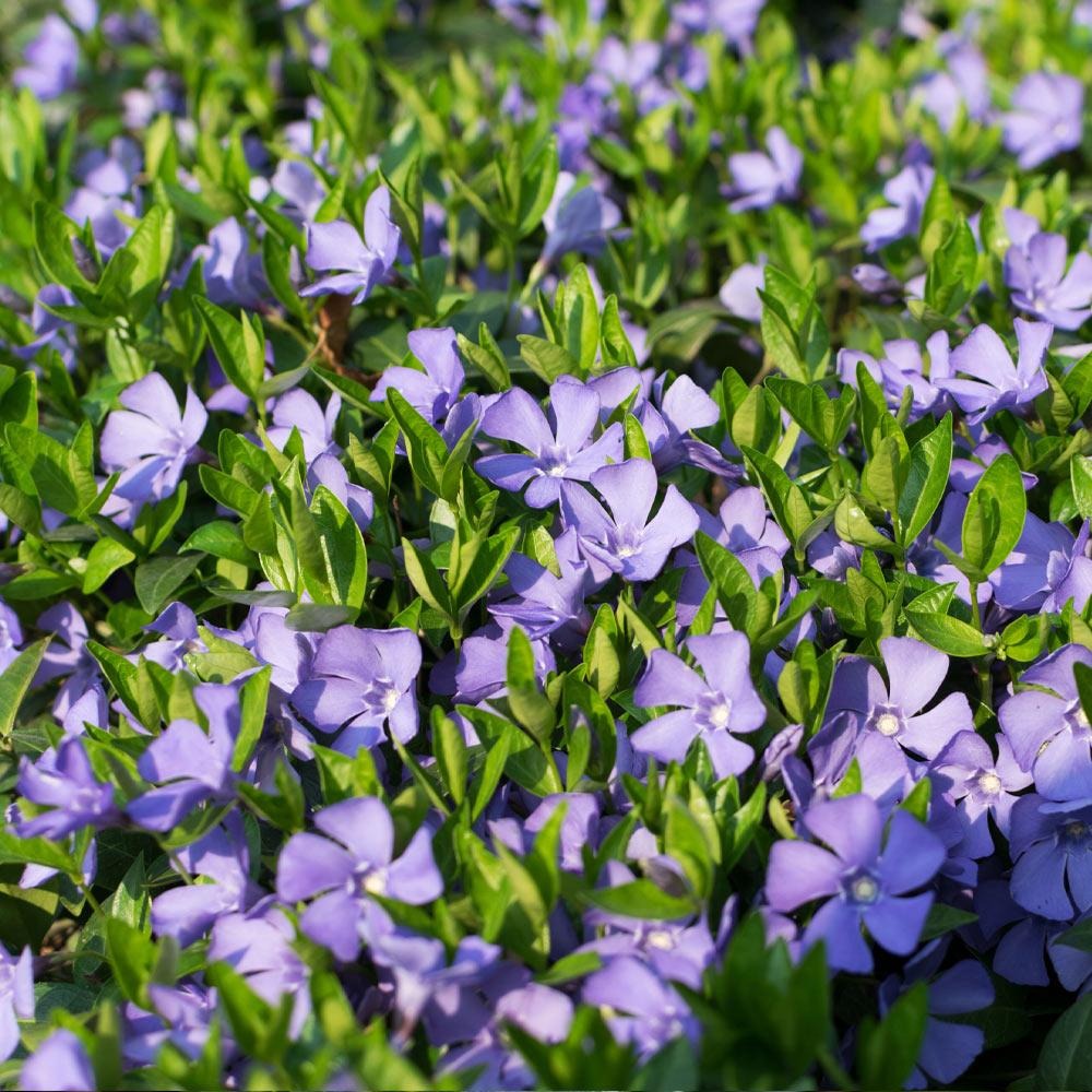 Perennial Plants