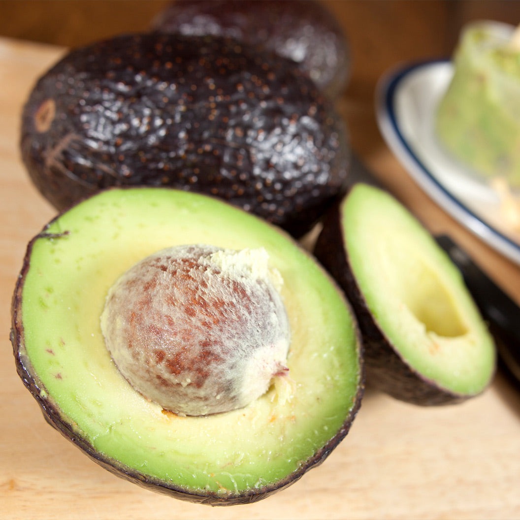 Carmen-Hass® Avocado Tree