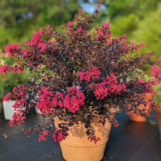 Black Diamond® Pave PinkTM Crape Myrtle Bush