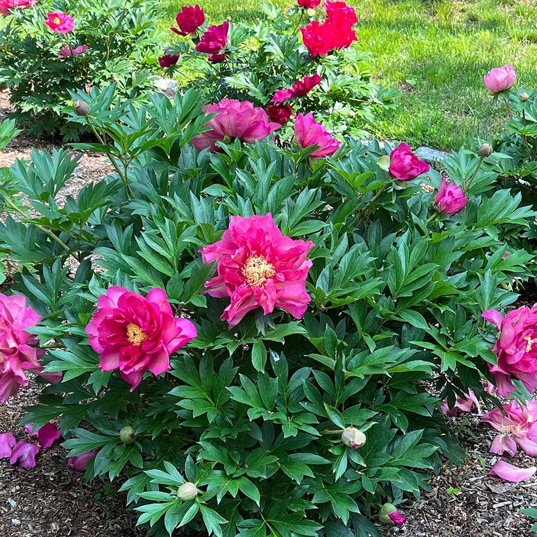 Garden Candy® Noa JolieTM Itoh Peony Plant